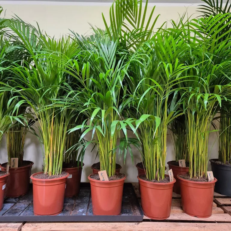 Palma Areka (Areca Dypsis) 120cm