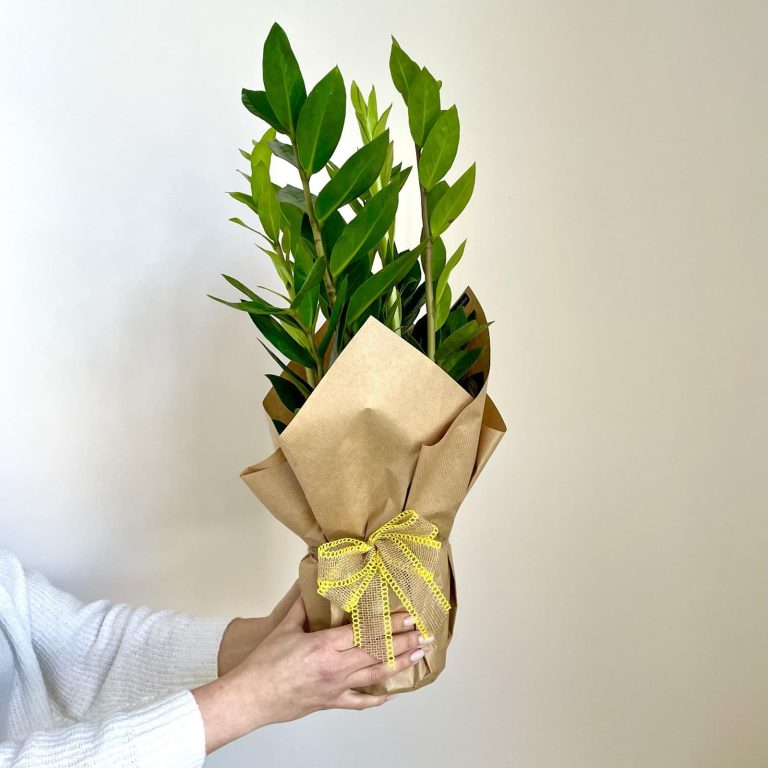 Pakowanie kwiatka na prezent