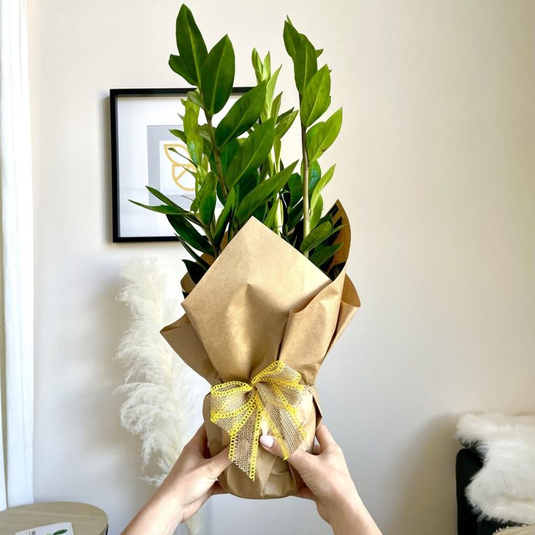 Pakowanie kwiatka na prezent