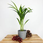 Palma Areka (Areca Dypsis) 30cm