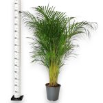 Palma Areka (Areca Dypsis) 140cm