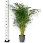 Palma Areka (Areca Dypsis) 140cm