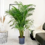 Palma Areka (Areca Dypsis) 150cm