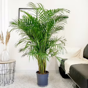 Palma Areka (Areca Dypsis) 145-150cm