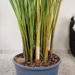 Palma Areka (Areca Dypsis) 180cm