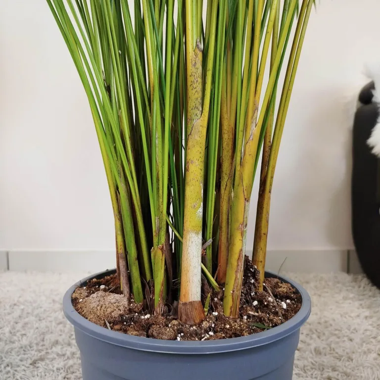 Palma Areka (Areca Dypsis) 180cm