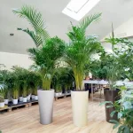 Palma Areka (Areca Dypsis) 180cm