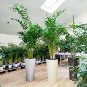 Palma Areka (Areca Dypsis) 180cm