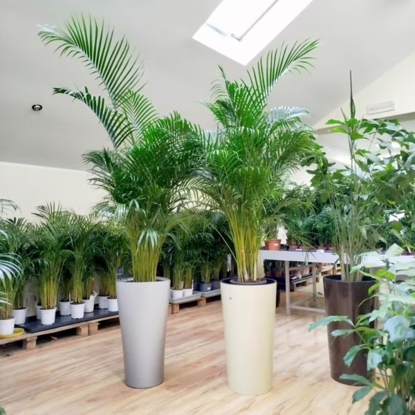 Palma Areka (Areca Dypsis) 180cm