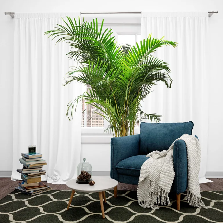 Palma Areka (Areca Dypsis) 140cm