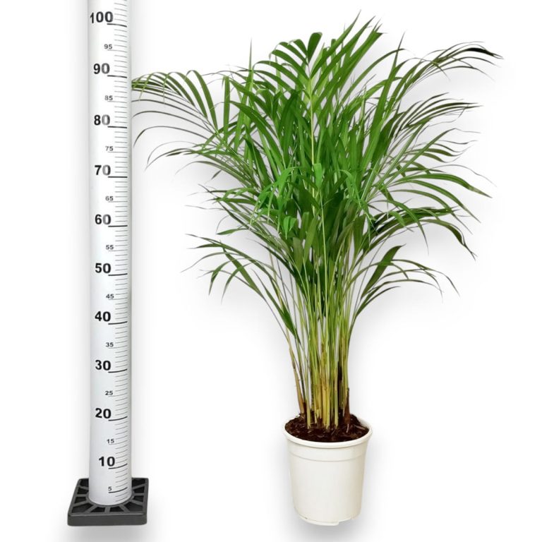 Palma Areka (Areca Dypsis) 110cm