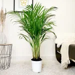 Palma Areka (Areca Dypsis) 110cm