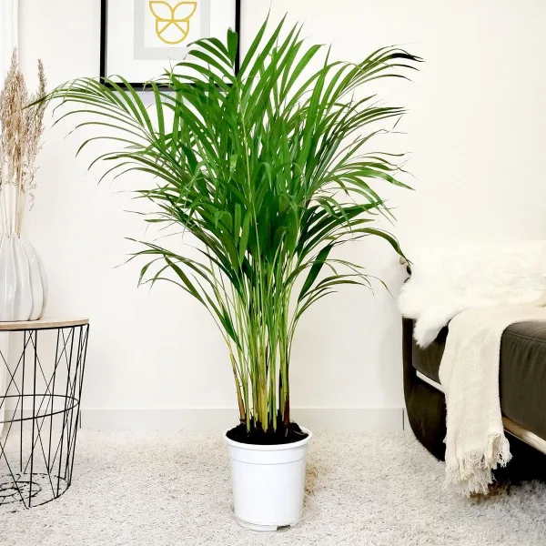 Palma Areka (Areca Dypsis) 110cm