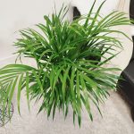 Palma Areka (Areca Dypsis) 110cm