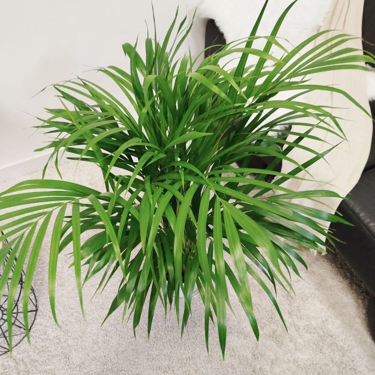 Palma Areka (Areca Dypsis) 110cm