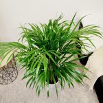 Palma Areka (Areca Dypsis) 110cm