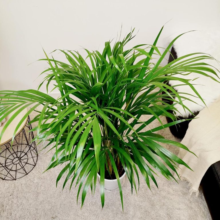 Palma Areka (Areca Dypsis) 110cm