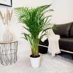 Palma Areka (Areca Dypsis) 110cm