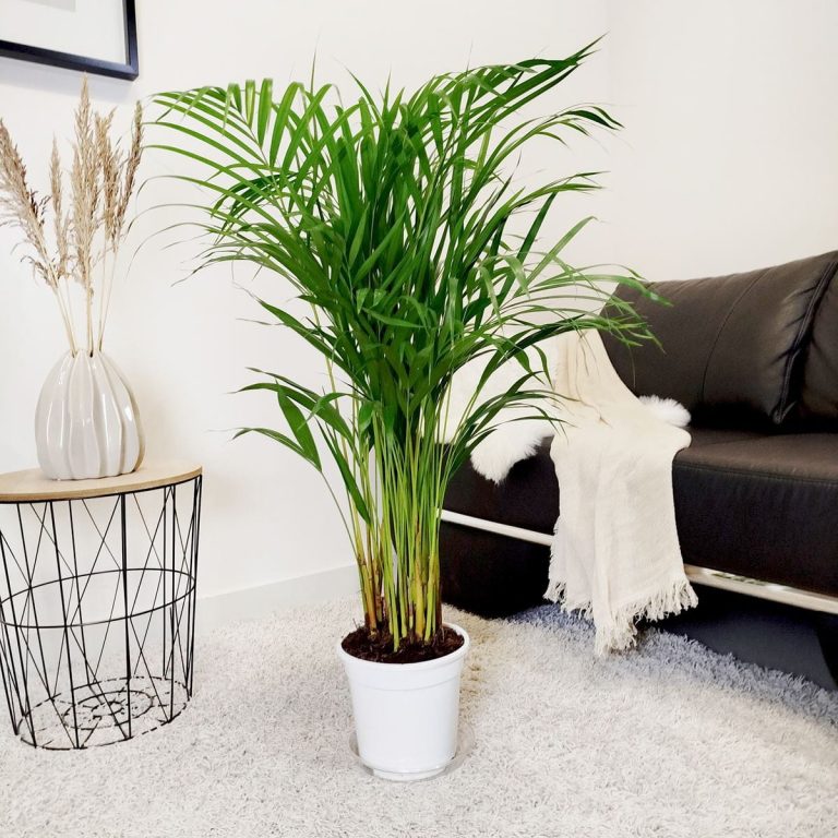 Palma Areka (Areca Dypsis) 110cm