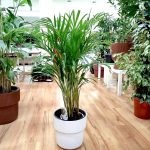 Palma Areka (Areca Dypsis) 110cm