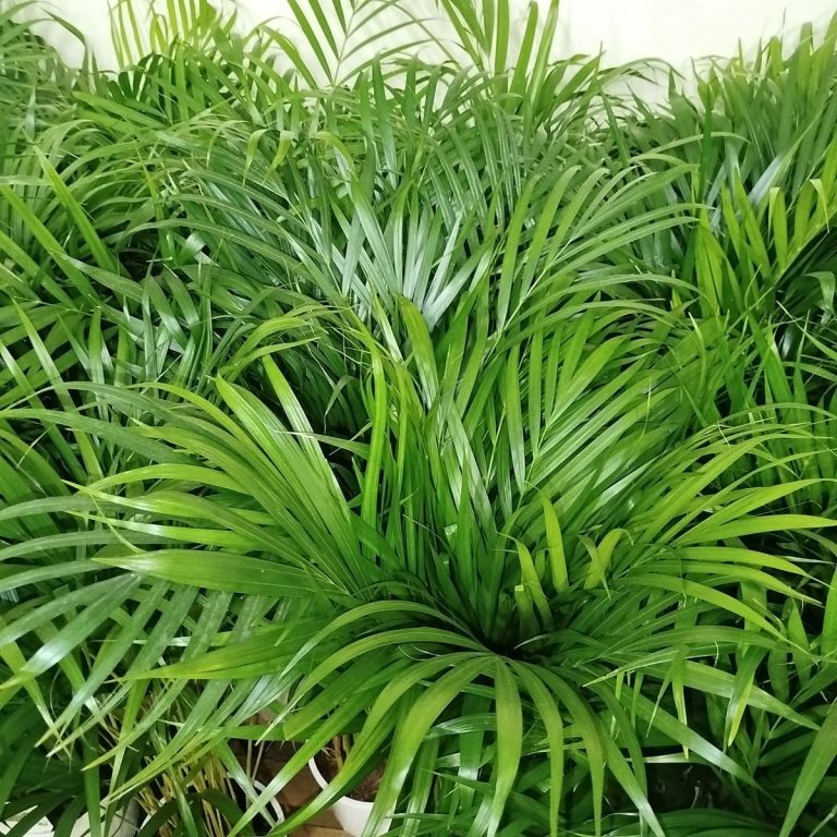 Palma Areka (Areca Dypsis) 110cm