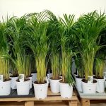 Palma Areka (Areca Dypsis) 110cm