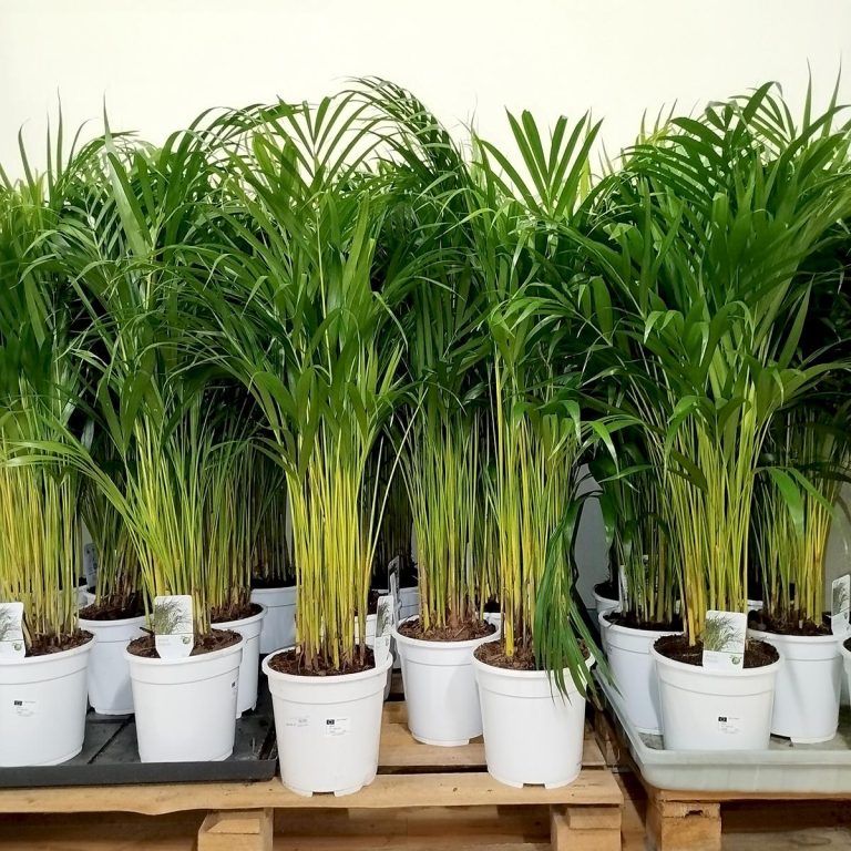 Palma Areka (Areca Dypsis) 110cm