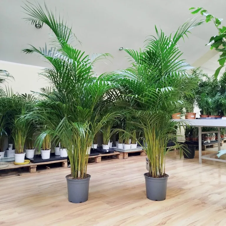 Palma Areka (Areca Dypsis) 180cm