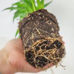 Palma Areka (Areca Dypsis) 30cm