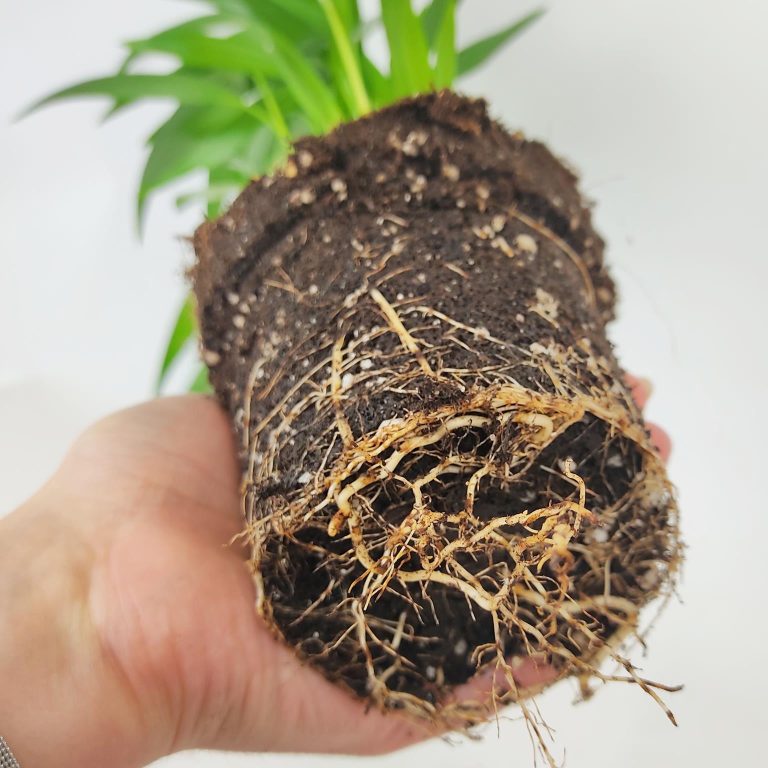 Palma Areka (Areca Dypsis) 30cm