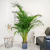 Palma Areka (Areca Dypsis) 180cm