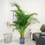 Palma Areka (Areca Dypsis) 180cm