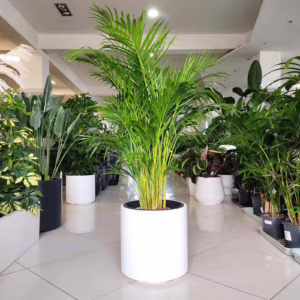 Palma Areka (Areca Dypsis) 115-125cm