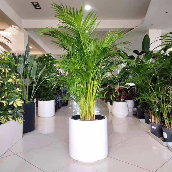 Palma Areka (Areca Dypsis) 115-125cm