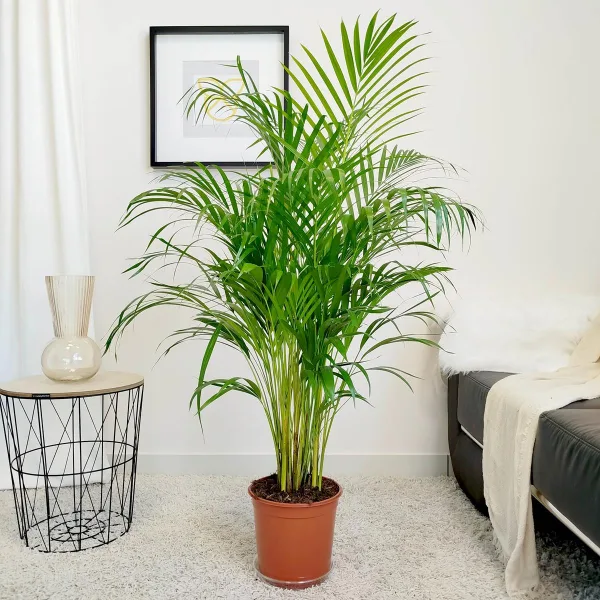 Palma Areka (Areca Dypsis) 120cm