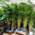 Palma Areka (Areca Dypsis) 140cm