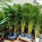 Palma Areka (Areca Dypsis) 140cm