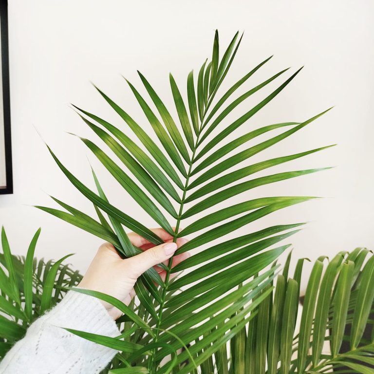 Palma Areka (Areca Dypsis) 150cm