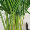 Palma Areka (Areca Dypsis) 180cm