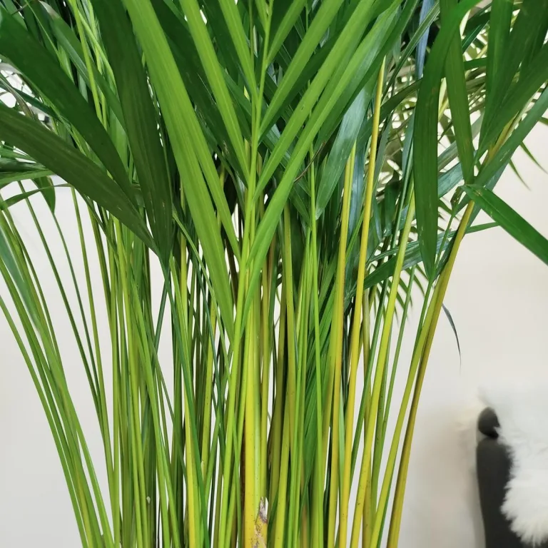 Palma Areka (Areca Dypsis) 180cm