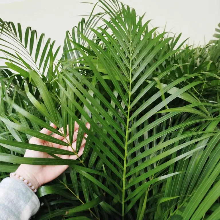 Palma Areka (Areca Dypsis) 140cm