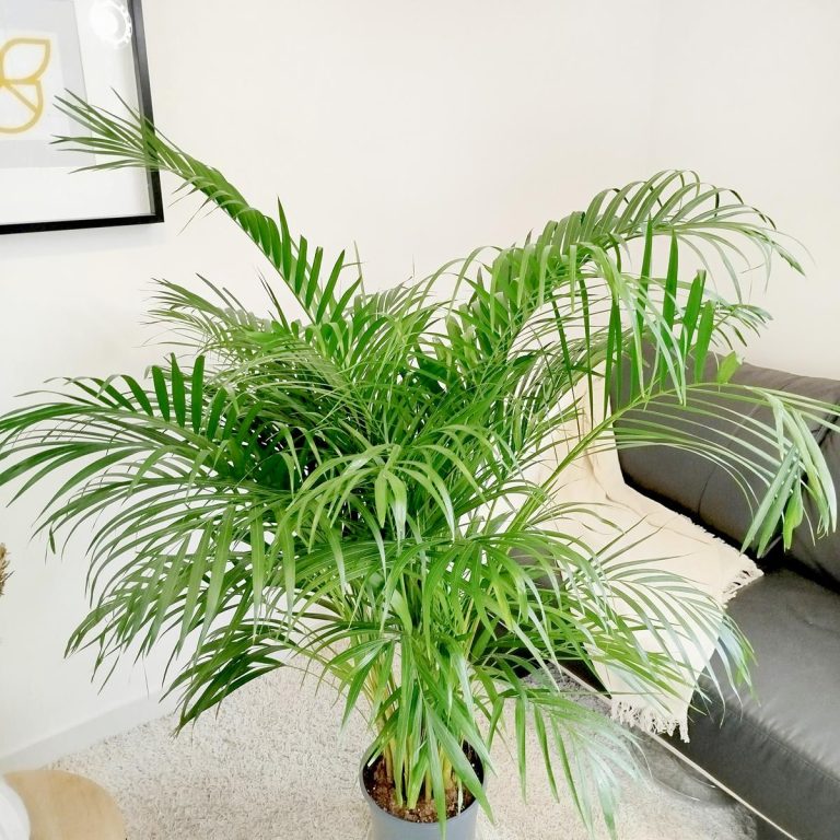 Palma Areka (Areca Dypsis) 150cm
