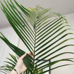 Palma Areka (Areca Dypsis) 180cm
