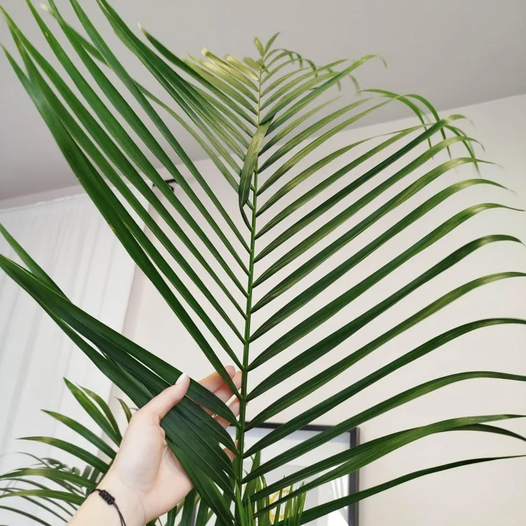 Palma Areka (Areca Dypsis) 180cm