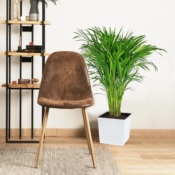 Palma Areka (Areca Dypsis) 110cm