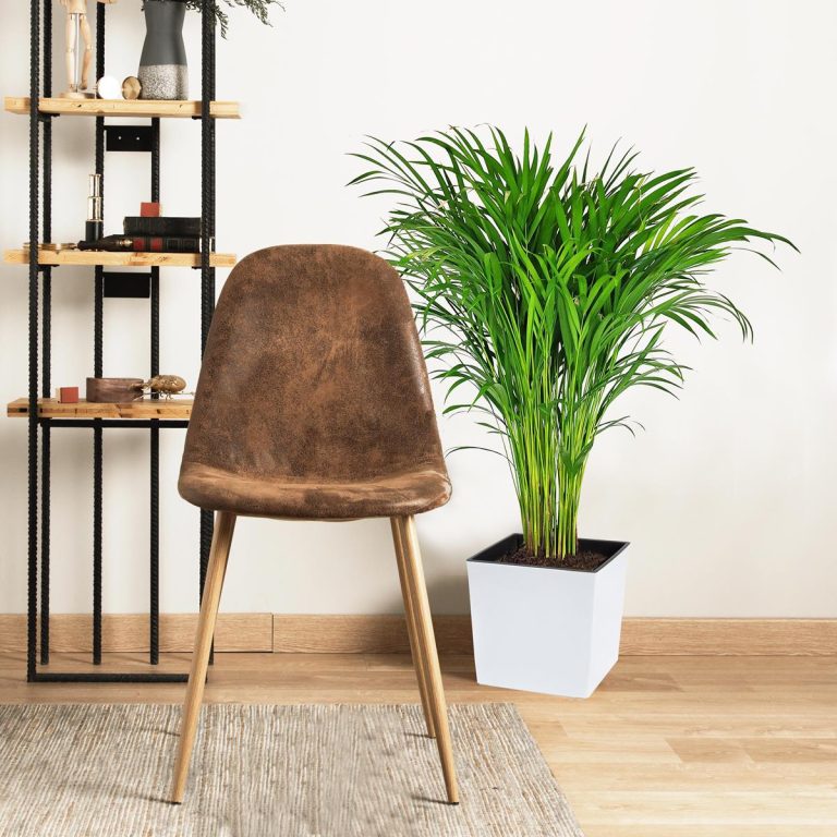 Palma Areka (Areca Dypsis) 110cm