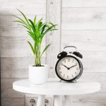 Palma Areka (Areca Dypsis) 30cm