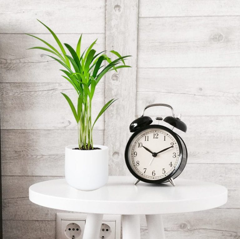 Palma Areka (Areca Dypsis) 30cm