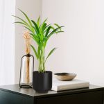 Palma Areka (Areca Dypsis) 30cm