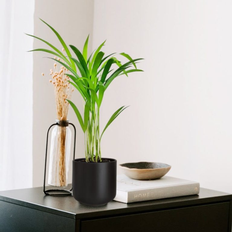 Palma Areka (Areca Dypsis) 30cm